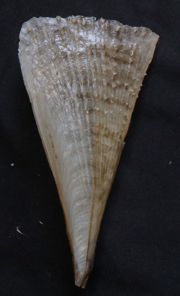 Close-up of pen-shaped seashell showing natural textures and subtle color variations on black background Wallpaper