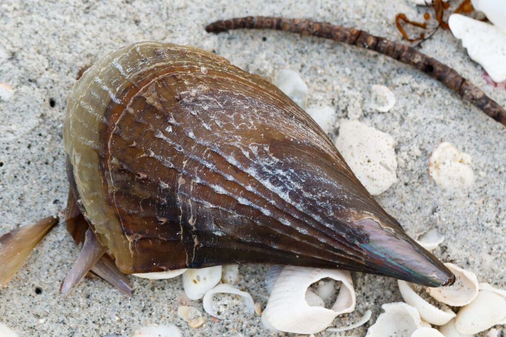 Close-up of pen shell on sandy beach with seashell fragments showing coastal textures Wallpaper