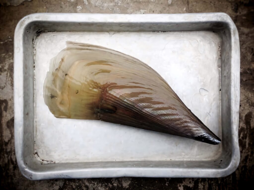 Close-up of pen shell on ice-lined metal tray showing delicate texture and natural sheen wallpaper