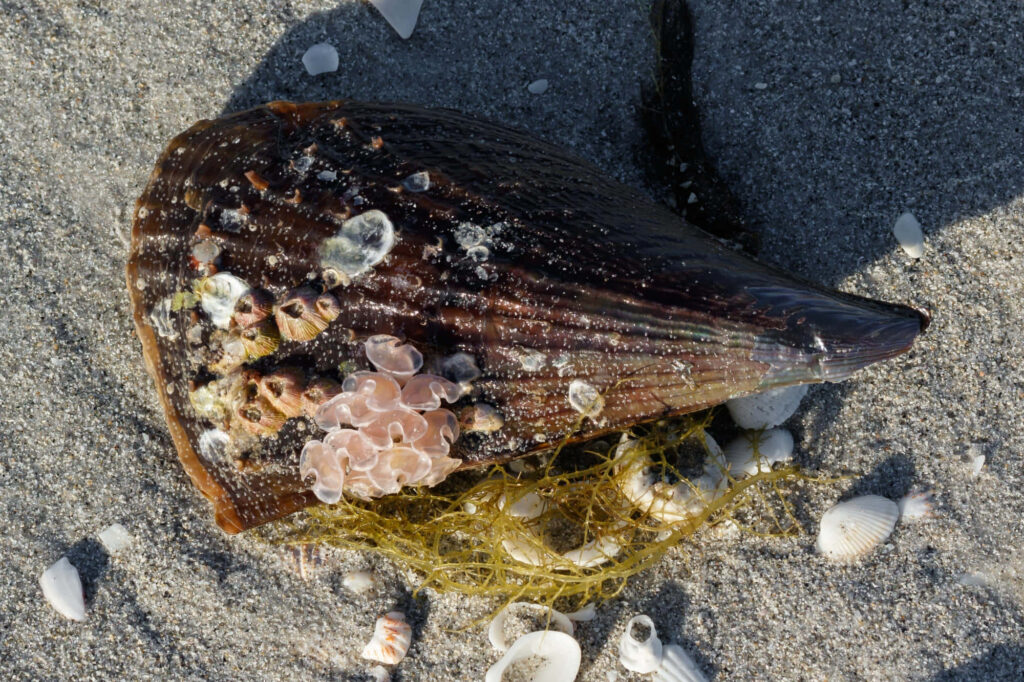 Close-up of pen shell on sandy beach with small seashells and seaweed natural wallpaper background