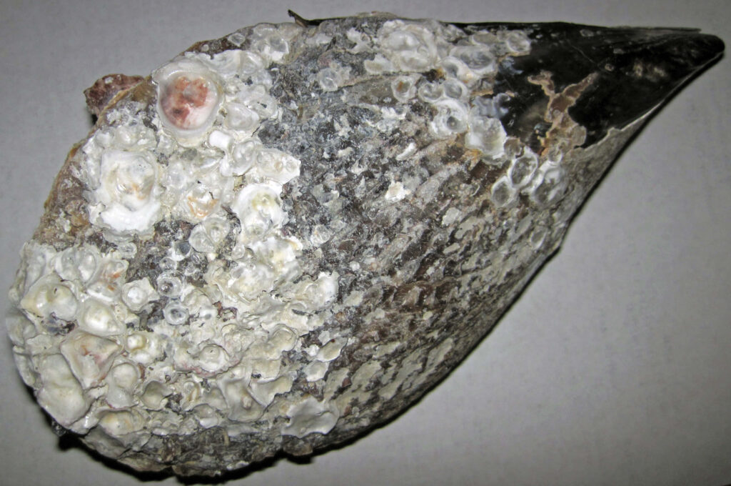 Close-up of pen shell covered with barnacles and biofouling showing marine textures wallpaper
