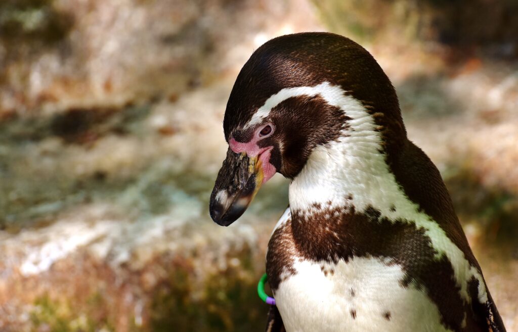 Close-Up Penguin Wallpaper: Distinctive Markings in Natural Setting
