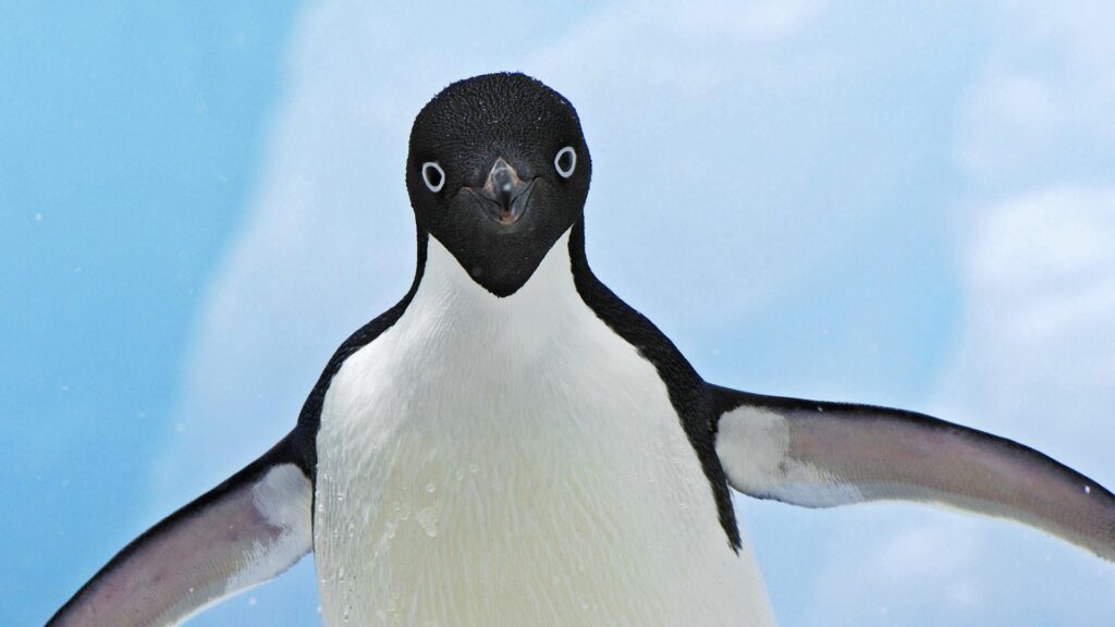 Stunning Penguin Close-Up Wallpaper on Icy Blue Background