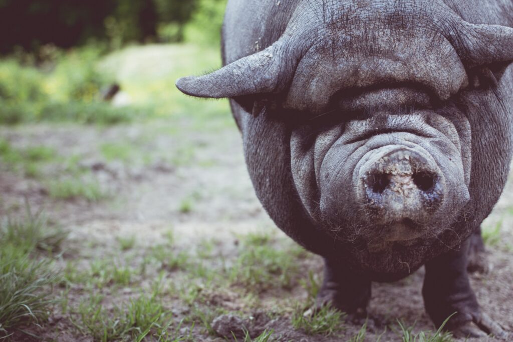 Close-Up of Pig's Muzzle: Textured Skin in Nature Background Wallpaper