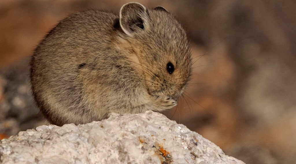 Close-Up of Pika on Rock: Captivating Mammal Wallpaper