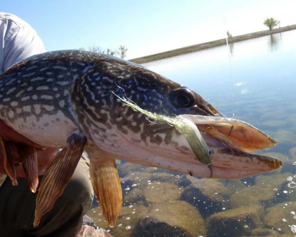 Close-Up of Pike Fish with Bait Against Calm Lake Background Wallpaper
