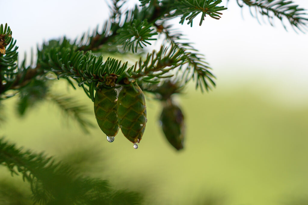 Macro Shot of Pine Cones & Spruce Needles - Nature Wallpaper