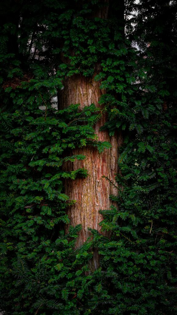 Close-up of pine tree bark with dense green needles creating a vibrant forest wallpaper background