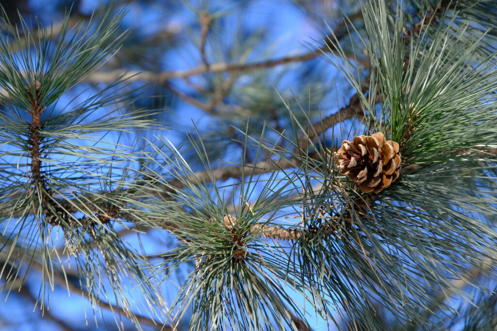 Close-Up Pine Tree Branch with Green Needles & Pine Cone Wallpaper