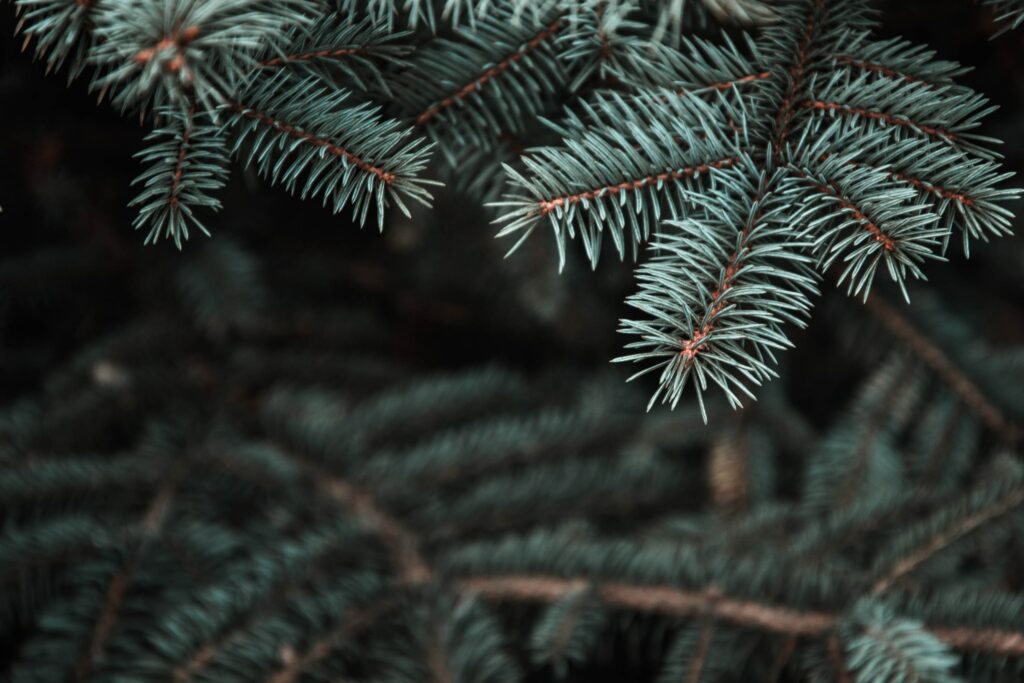 Intricate Pine Tree Branch Close-Up | Nature Wallpaper Background