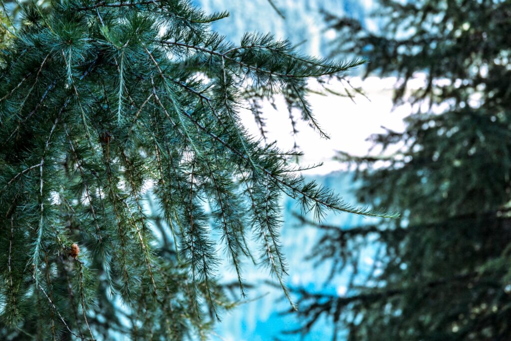 Close up of dense sharp pine needles with green texture on blurred forest background wallpaper