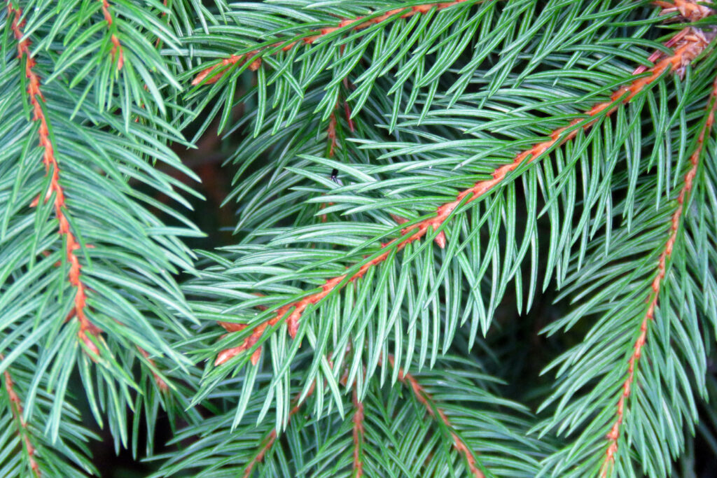Close-Up Pine Tree Needles Wallpaper: Lush Green Foliage Background