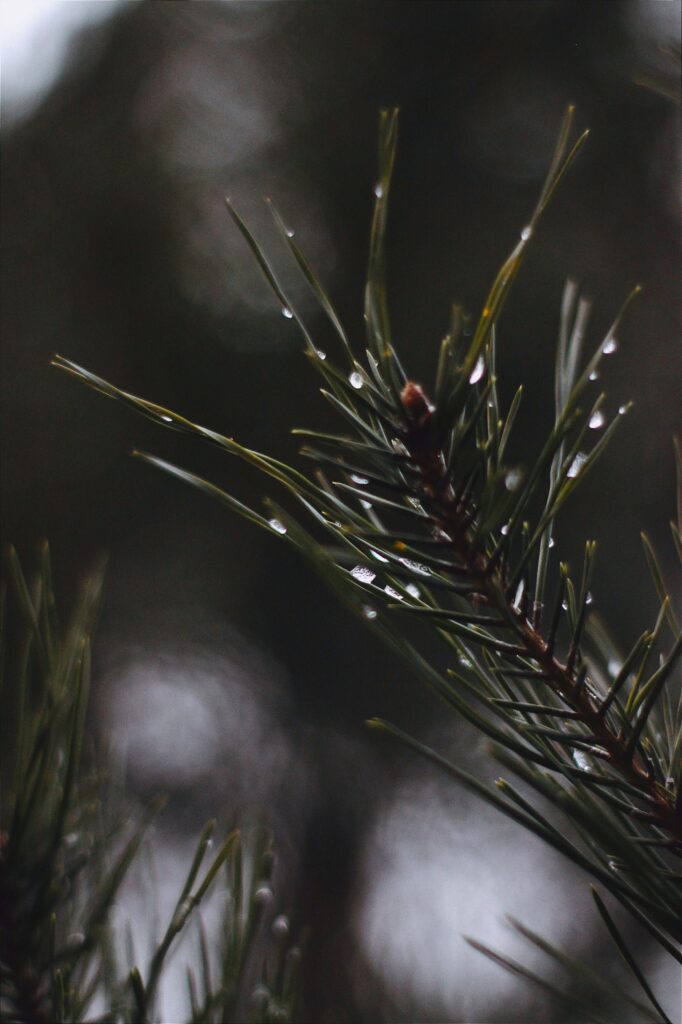 Macro Pine Tree Needles with Water Droplets - Soft Blurred Wallpaper