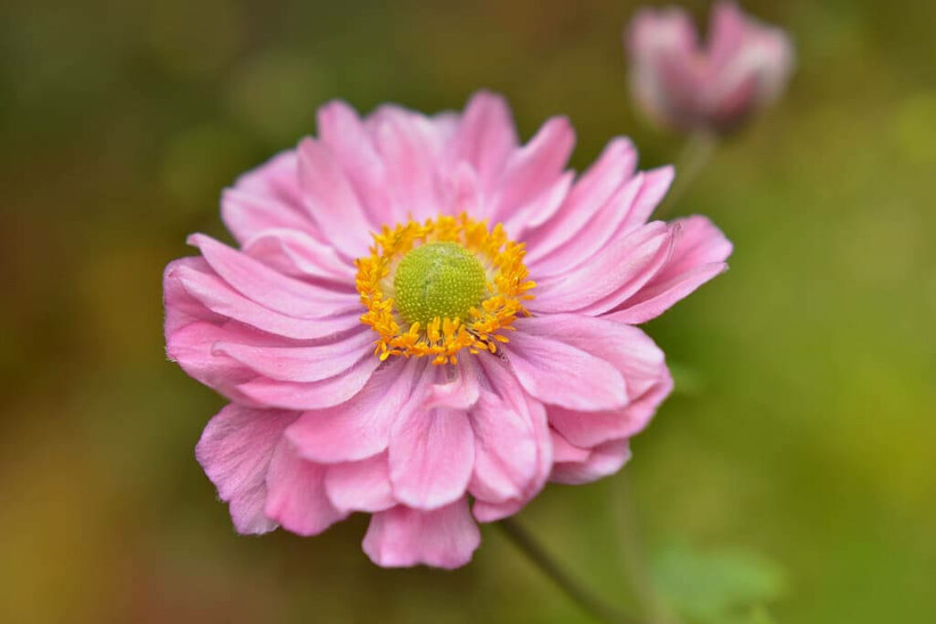 Close-Up Pink Anemone Flower Wallpaper with Soft Natural Background