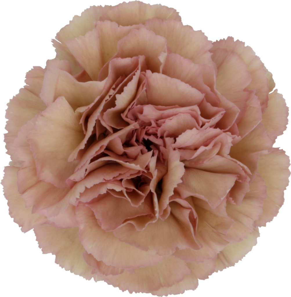 Close-Up Pink Carnation Wallpaper: Ruffled Petals & Textural Beauty