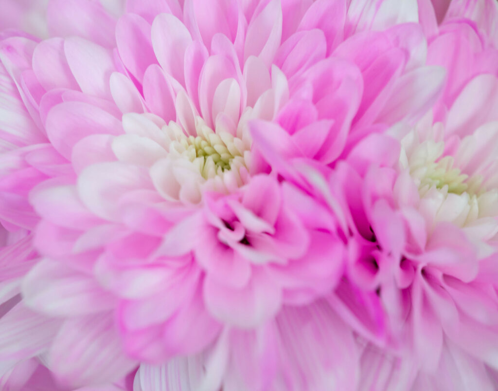 Close-Up Chrysanthemum Wallpaper: Delicate Pink Petals & Textures