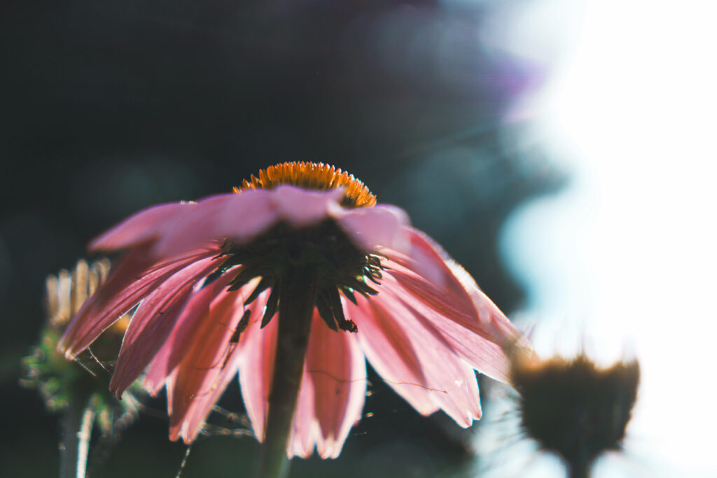 Close-Up Pink Daisy Flower Wallpaper: Delicate Petals & Blurred Background