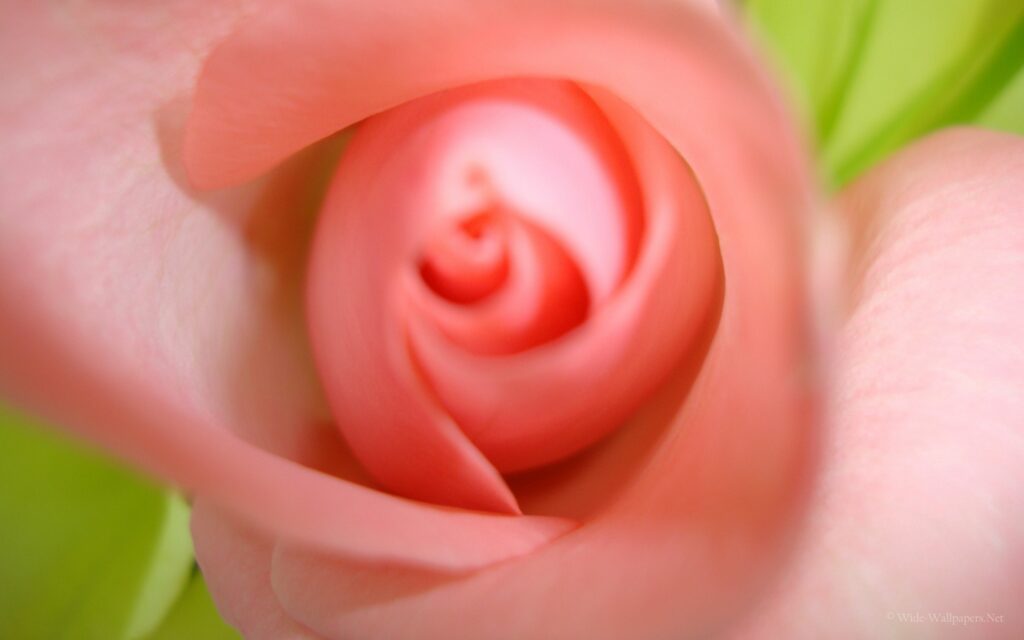 Delicate Pink Flower Bud Close-Up Wallpaper with Green Background
