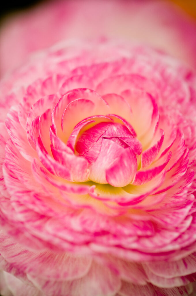 Macro Close-Up of Delicate Pink Flower Petals - Stunning Wallpaper