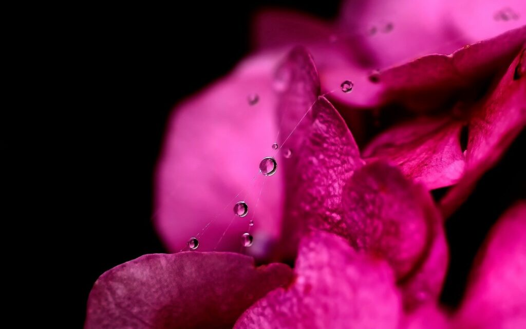 Vibrant Pink Flower Petals with Water Droplets - Dark Wallpaper