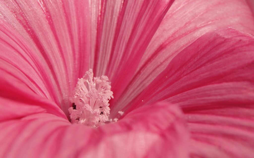 Stunning Close-Up Pink Flower Wallpaper Background with Delicate Petals