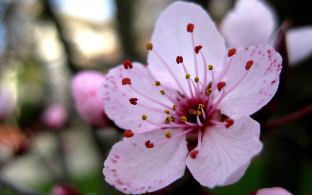 Serene Pink Flower Wallpaper: Close-Up of Intricate Stamen & Petals