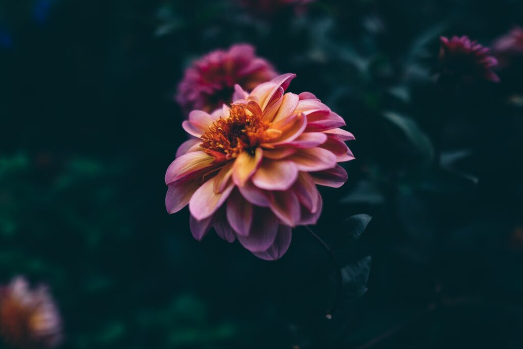 Stunning Close-Up of Pink Flower on Dark Blurred Background Wallpaper