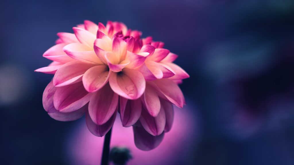 Close-Up Pink Flower Wallpaper with Delicate Petals & Soft Background