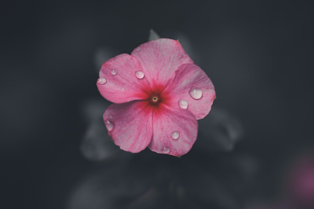 Macro Close-Up of Pink Flower with Water Droplets - Soft Background Wallpaper