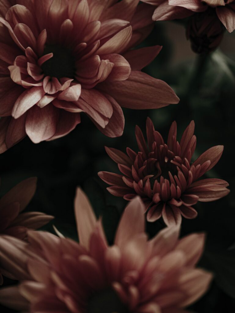 Close-Up Pink Flower Wallpaper: Delicate Petals & Natural Beauty