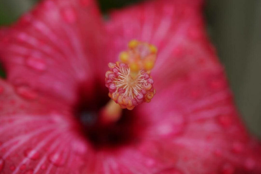 Vibrant Pink Hibiscus Flower with Dewdrops - Close-Up Wallpaper