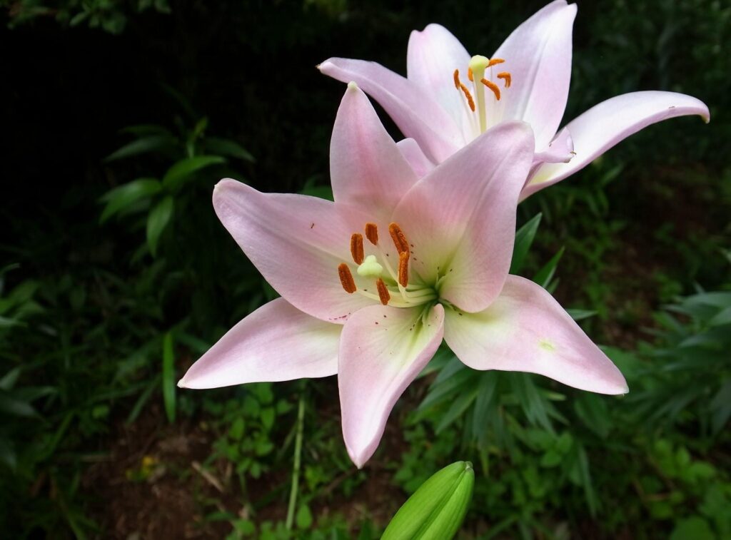 Close-Up Pink Lilies in Lush Green Garden Wallpaper