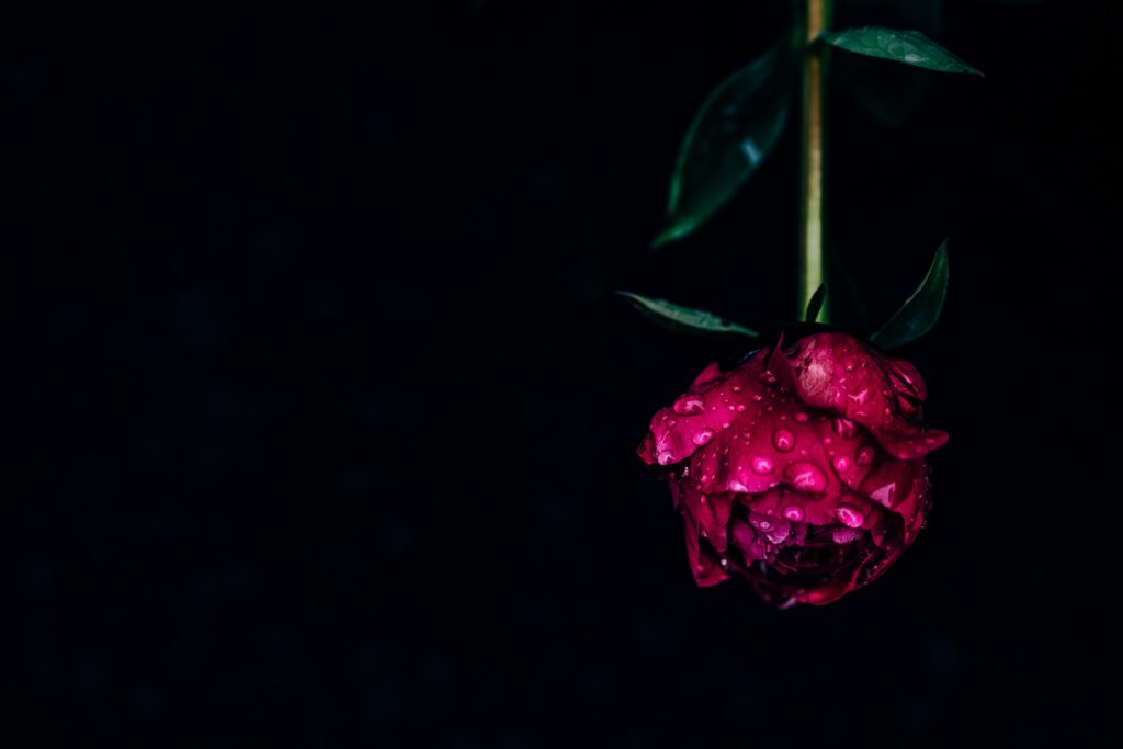 Close-Up Pink Peony with Dew Drops on Dark Background Wallpaper