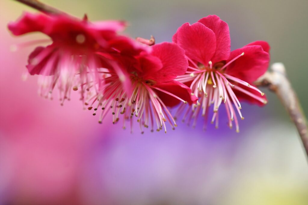 Close-Up Pink Plum Blossoms Wallpaper - Springtime Splendor