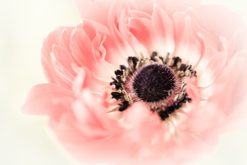 Delicate Pink Poppy Flower Close-Up: Nature's Beauty Wallpaper