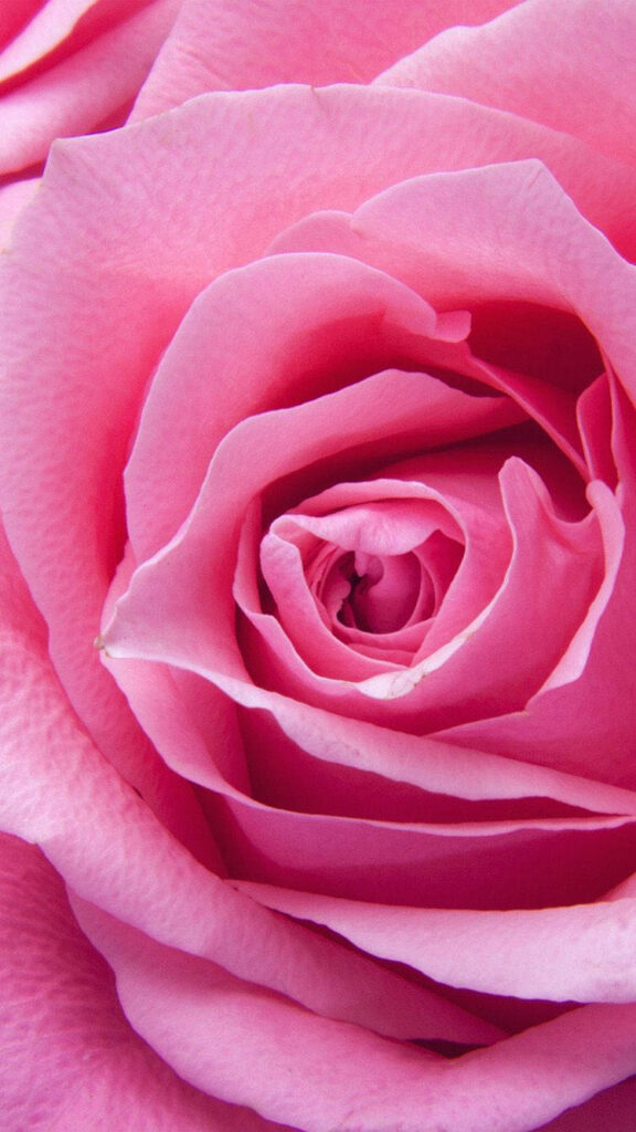 Close-Up Pink Rose Wallpaper - Perfect iPhone Background