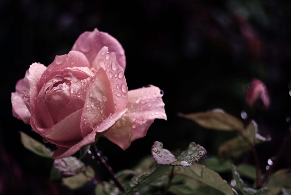Close-Up Pink Rose with Raindrops Against Softly Blurred Background Wallpaper