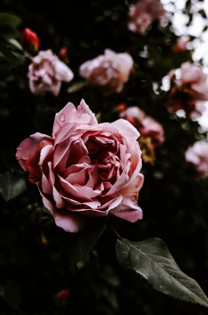 Close-Up Pink Rose with Dewdrops: Serene Floral Background Wallpaper
