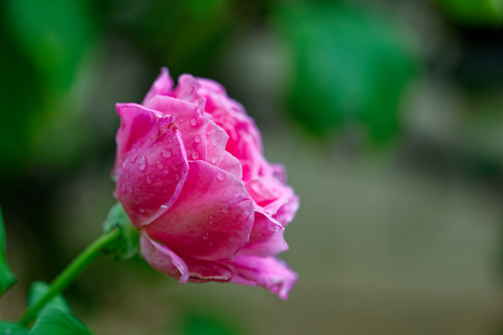 Close-Up Pink Rose with Water Droplets on Rich Green Background Wallpaper