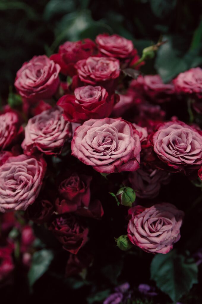 Close-Up Pink Roses Wallpaper: Intricate Blooms with Blurry Background