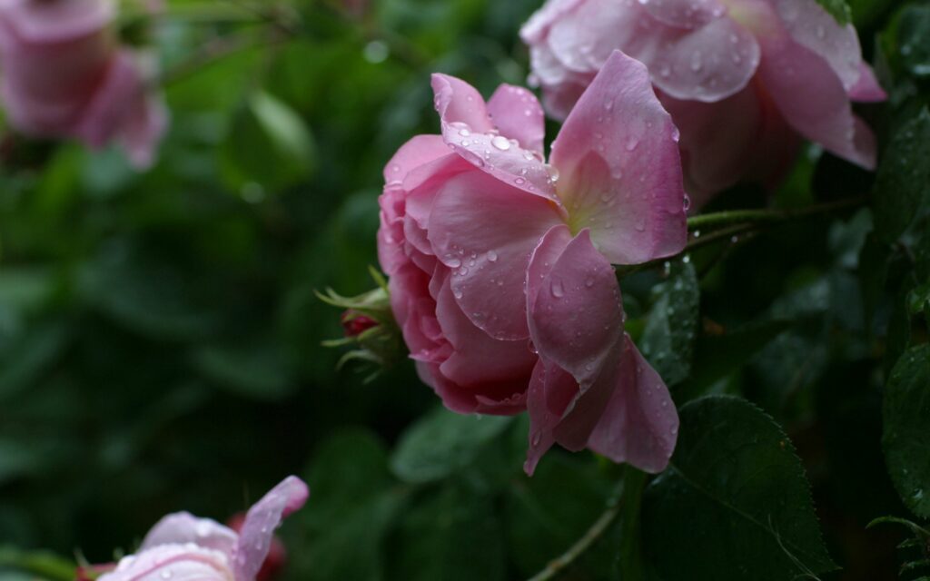 Close-Up Pink Roses Wallpaper: Water Droplets & Lush Green Leaves