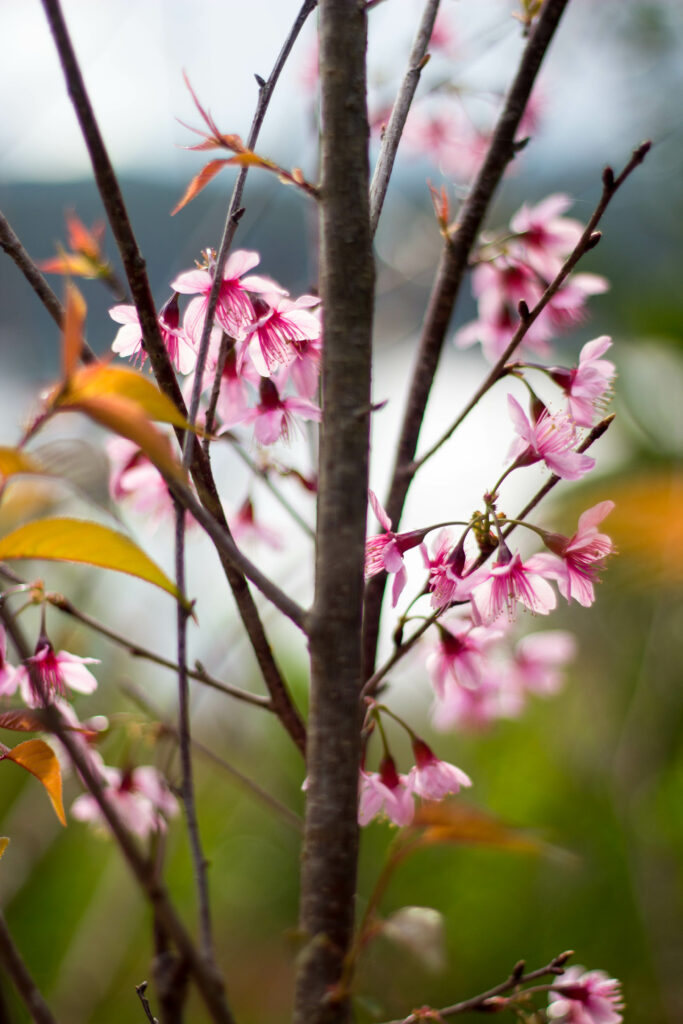 Close-Up Pink Sakura Blossoms Wallpaper: Spring Essence Background