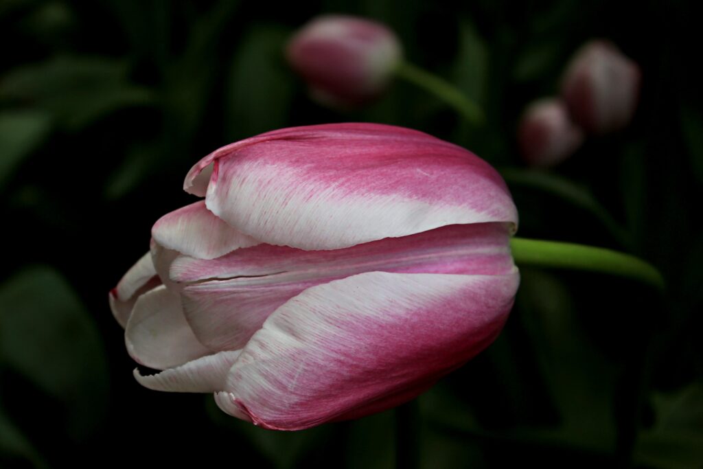 Delicate Pink & White Tulip Wallpaper: Serene Floral Close-Up