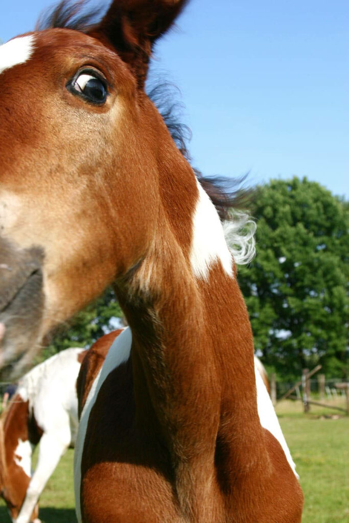 Close-Up Pintabian Horse Foal in Sunny Greenery - Stunning Wallpaper