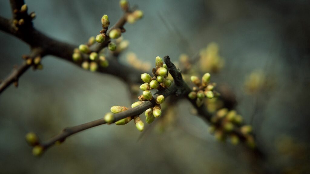 Spring Awakening: Close-Up of Budding Leaves & Branch Wallpaper