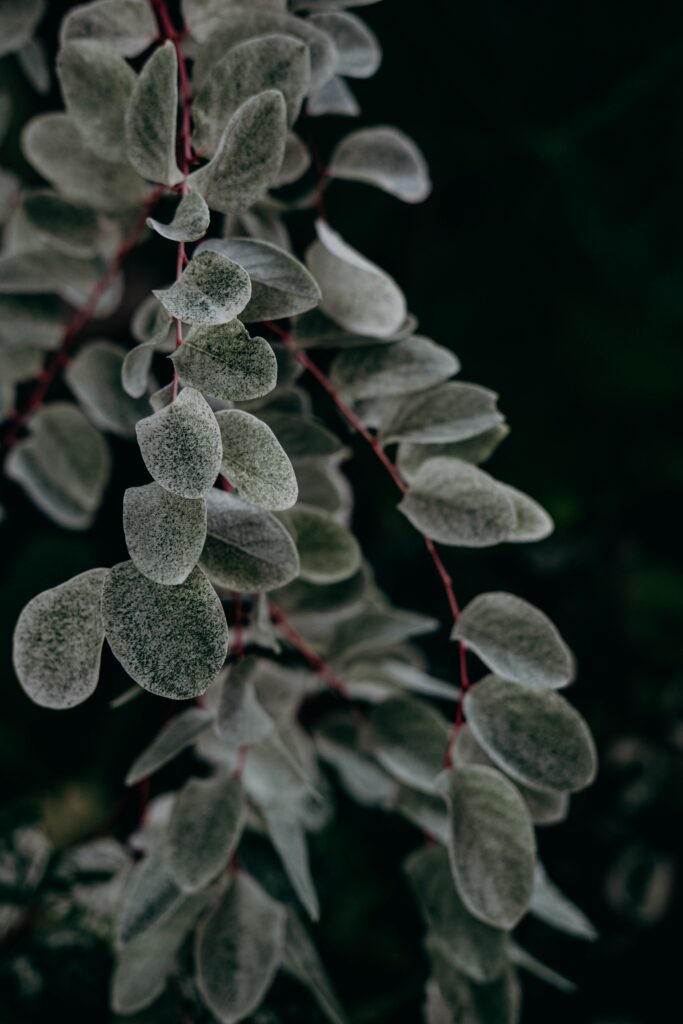 Macro Plant Leaves Wallpaper: Soft Textures & Intricate Patterns