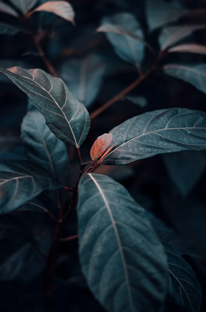 Detailed Green Plant Leaves with Contrast Leaf - Wallpaper Background