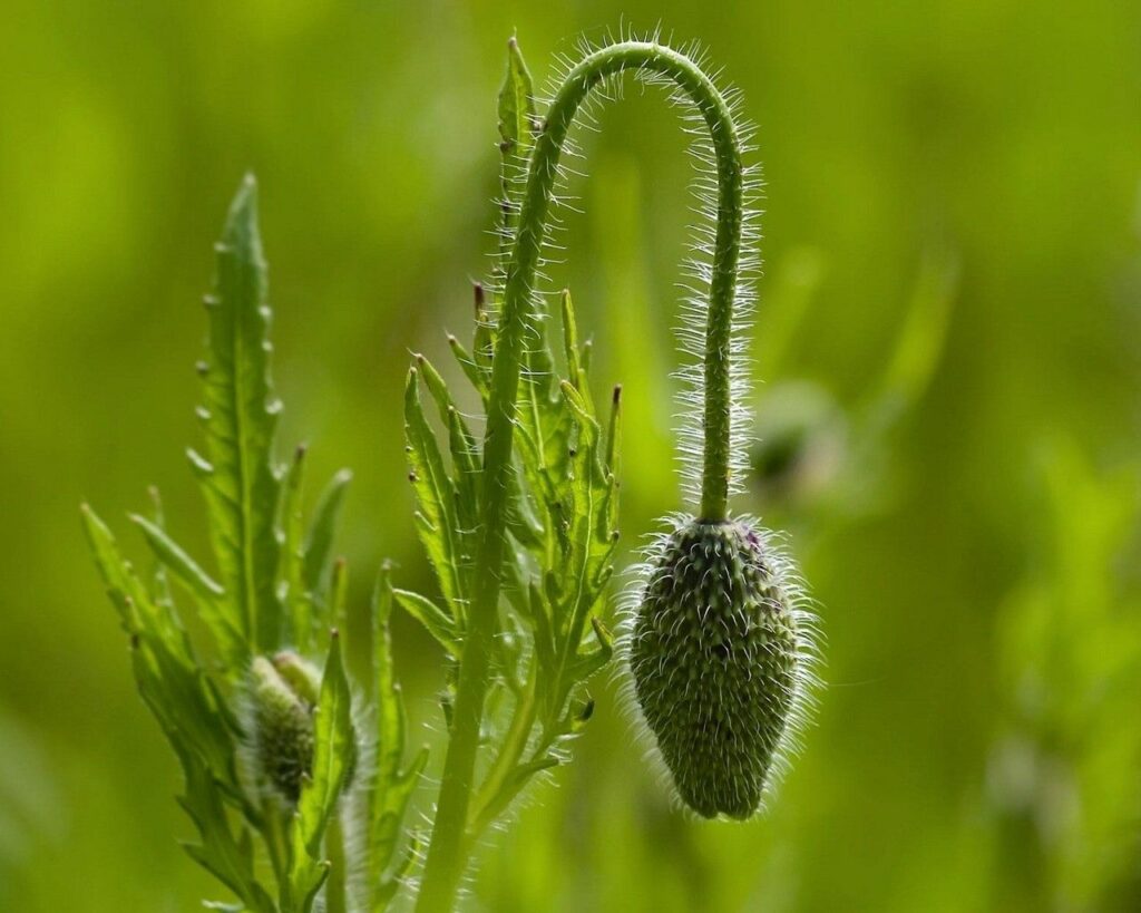 Curved Stem Plant Budding Flower: Nature Wallpaper Background