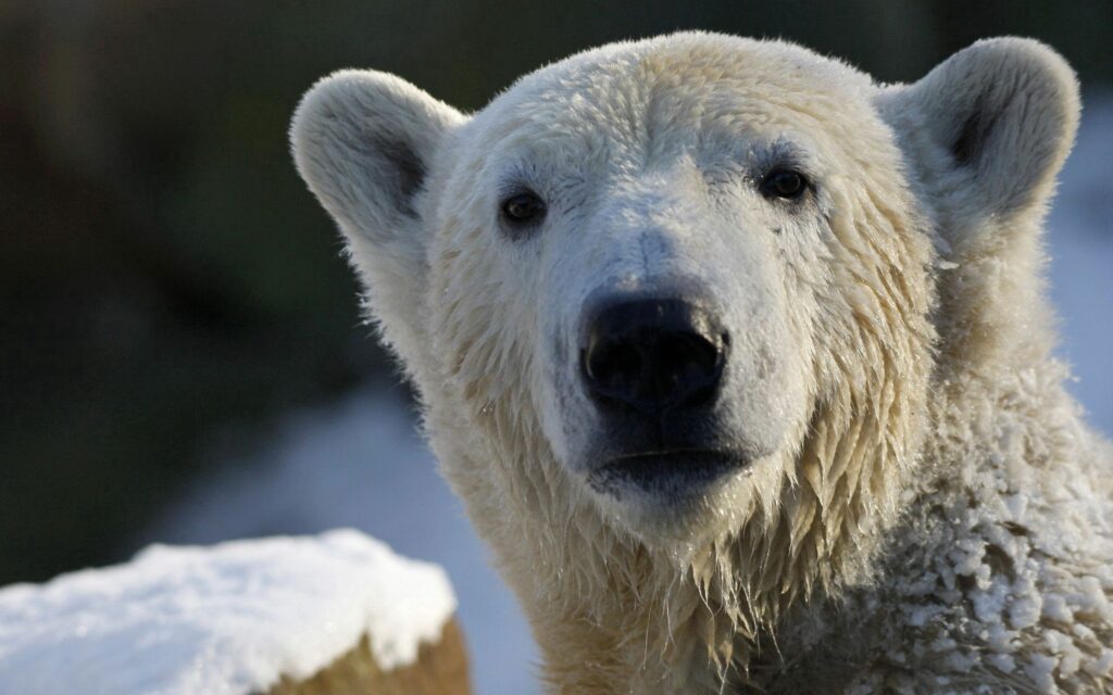 Close-Up of Polar Bear with Wet Snout in Snowy Landscape Wallpaper
