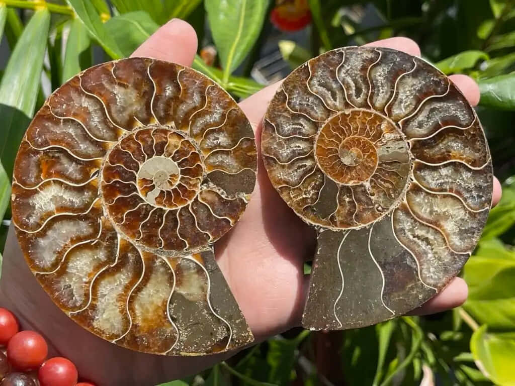 Close-up of polished ammonite fossils in hand showing spiral patterns with green background Wallpaper